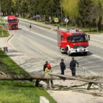Fallen tree blocks a sidewalk as firefighters and police manage the scene near a red fire truck on a city street, pedestrians in the background.
