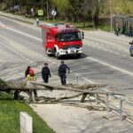 Emergency responders clear a fallen tree blocking a sidewalk on a city street; fire truck, police, and bystanders nearby.
