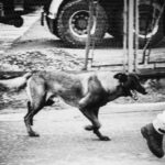 A dog running on a city street beside a chain-link fence and a parked vehicle in the background (black and white).