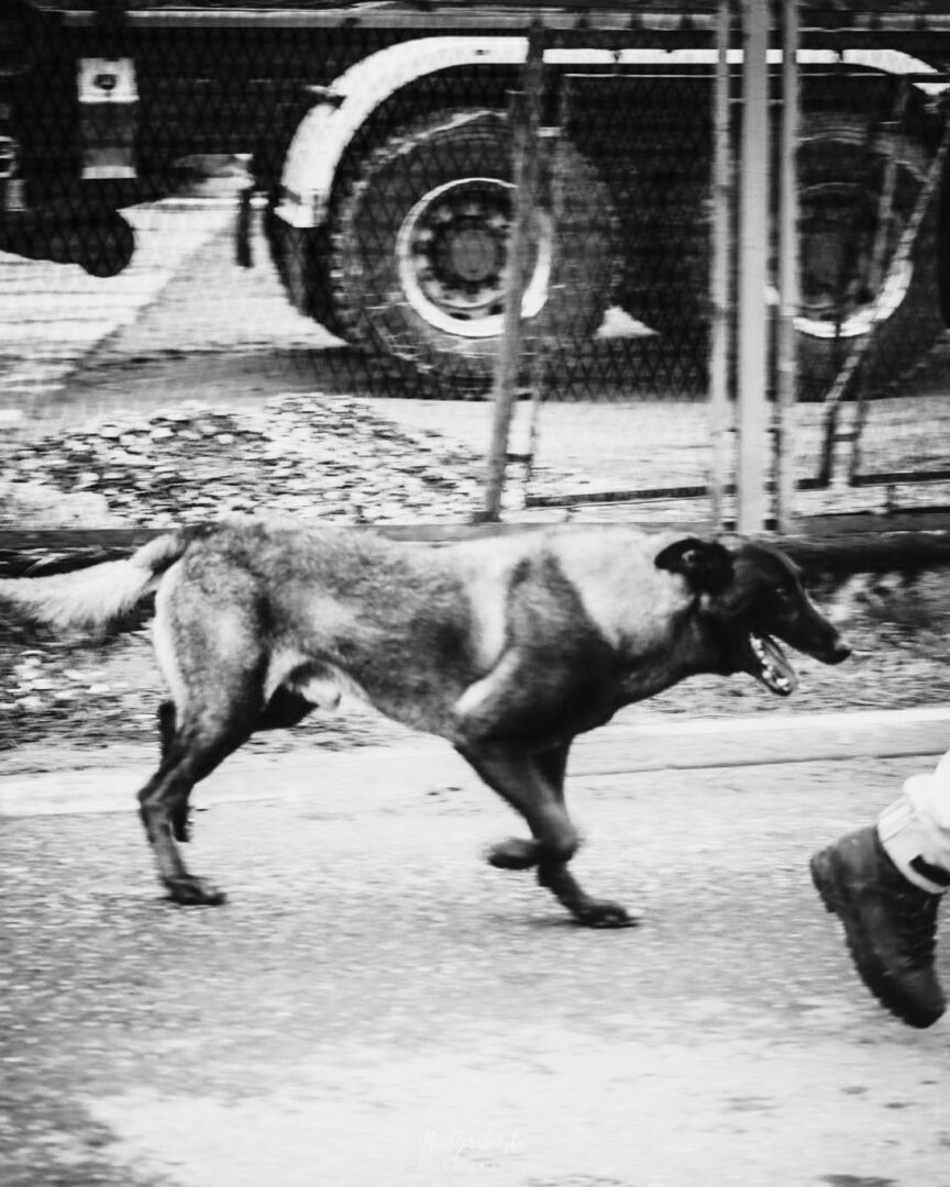 A dog running on a city street beside a chain-link fence and a parked vehicle in the background (black and white).