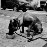 Dog on a leash drinking from a metal bowl on a paved sidewalk; parked vans are in the background.