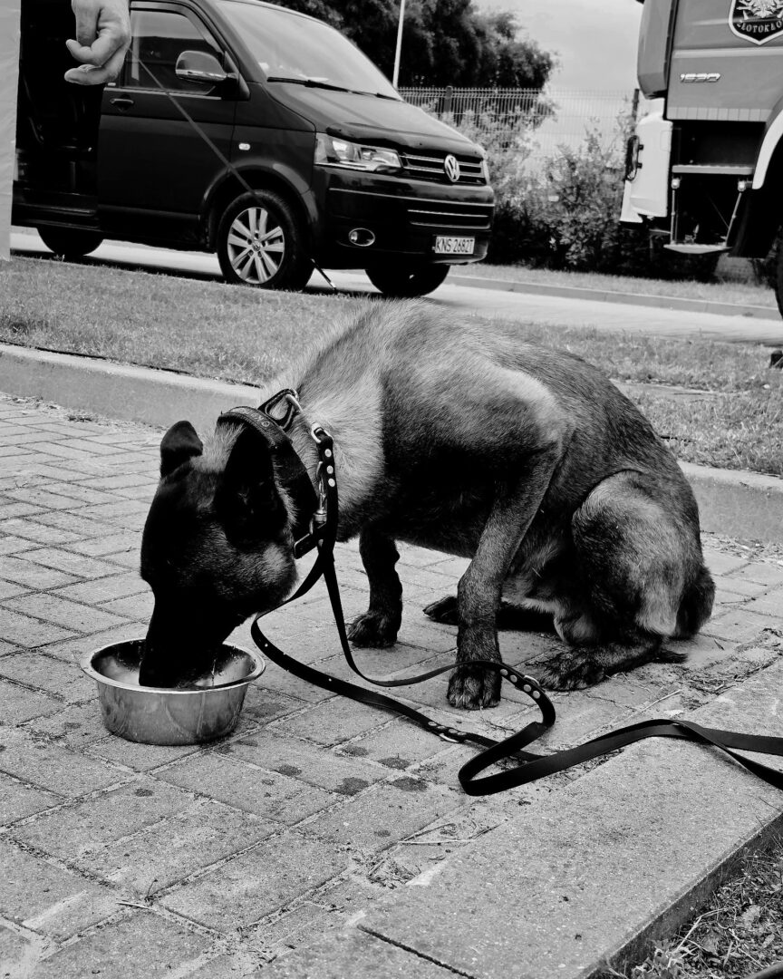 Dog on a leash drinking from a metal bowl on a paved sidewalk; parked vans are in the background.