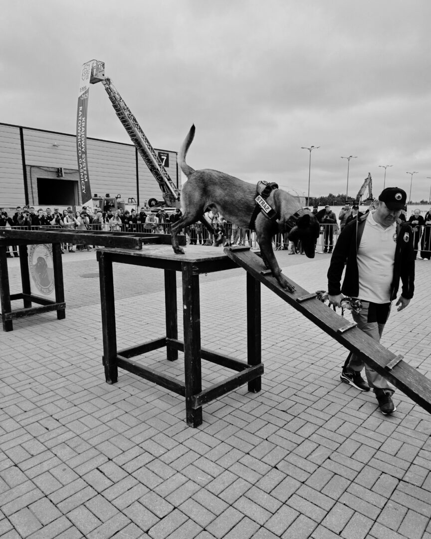 Dog wearing a harness descends a wooden ramp during an obstacle-course demo, with a handler nearby and a crowd behind barriers.