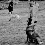 Two men with working dogs in a field: a German shepherd sits by the foreground handler, while another man with a light-colored dog stands in the background.