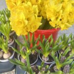 Bouquet of bright yellow daffodils in a red pot, with several small potted hyacinths with green shoots in front on a concrete surface