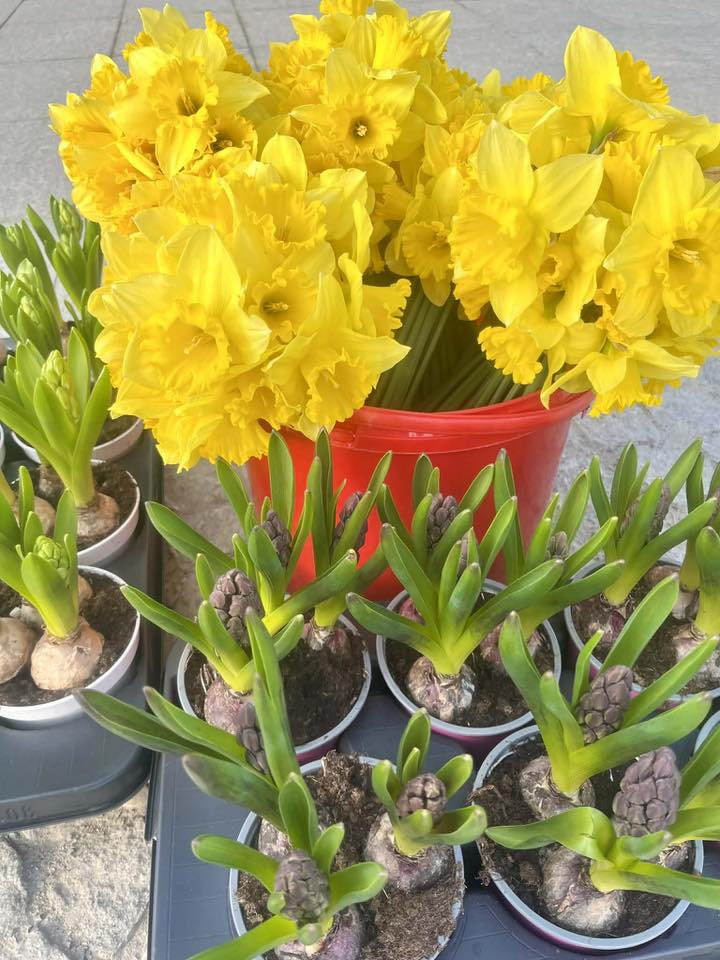 Bouquet of bright yellow daffodils in a red pot, with several small potted hyacinths with green shoots in front on a concrete surface