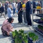 Woman crouching to inspect potted hyacinth bulbs laid out on trays at an outdoor plant market, with a crowd of people in the background and a metal shelf holding more plants nearby.