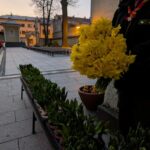 Person in dark clothing holds a large yellow bouquet next to a row of potted succulents in a town square at sunset.