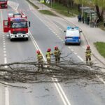 Firefighters in gear stand on a multi-lane road clearing a large fallen tree blocking the lanes; a red fire truck and a police van with flashing lights are nearby as onlookers watch from the sidewalk edge.