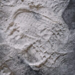 Fossilized shell-like imprint in light stone, with a curved outline and dot-pattern interior