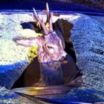 Deer with antlers inside a car peering through a shattered windshield after an accident/impact.