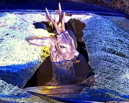 Deer with antlers inside a car peering through a shattered windshield after an accident/impact.