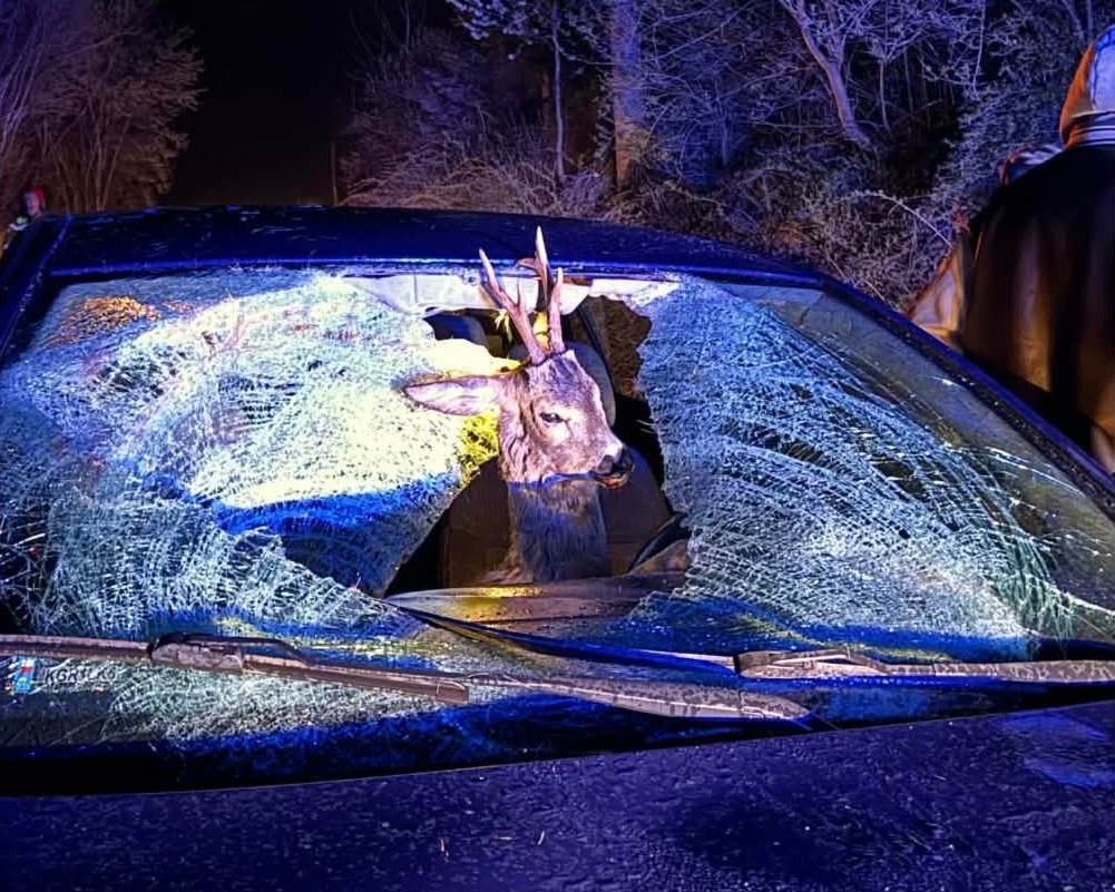 Deer sticking head through a shattered car windshield during a nighttime crash response with blue emergency lights nearby.