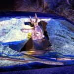 Deer head with antlers visible through a shattered car windshield at night, blue lights reflecting on the glass.