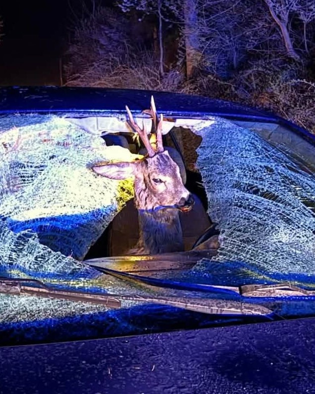 Deer head with antlers visible through a shattered car windshield at night, blue lights reflecting on the glass.