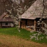 Rustic log cabin in a grassy yard, framed by delicate white blossoms on a blooming tree branch in the foreground.