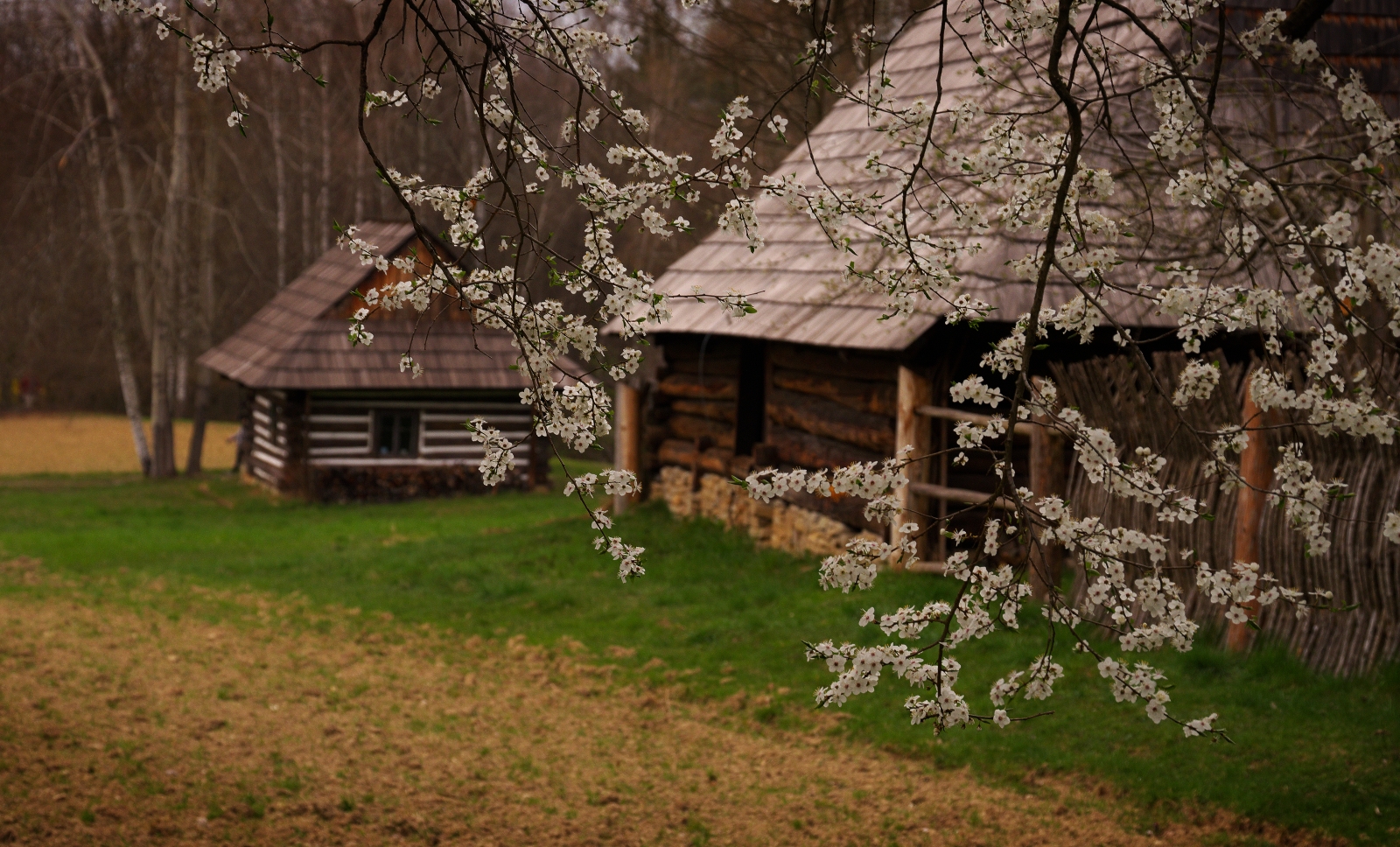 Rustic log cabin in a grassy yard, framed by delicate white blossoms on a blooming tree branch in the foreground.