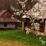 Close-up of white blossoms on a branch in the foreground, with rustic wooden cabins in a grassy yard in the background.