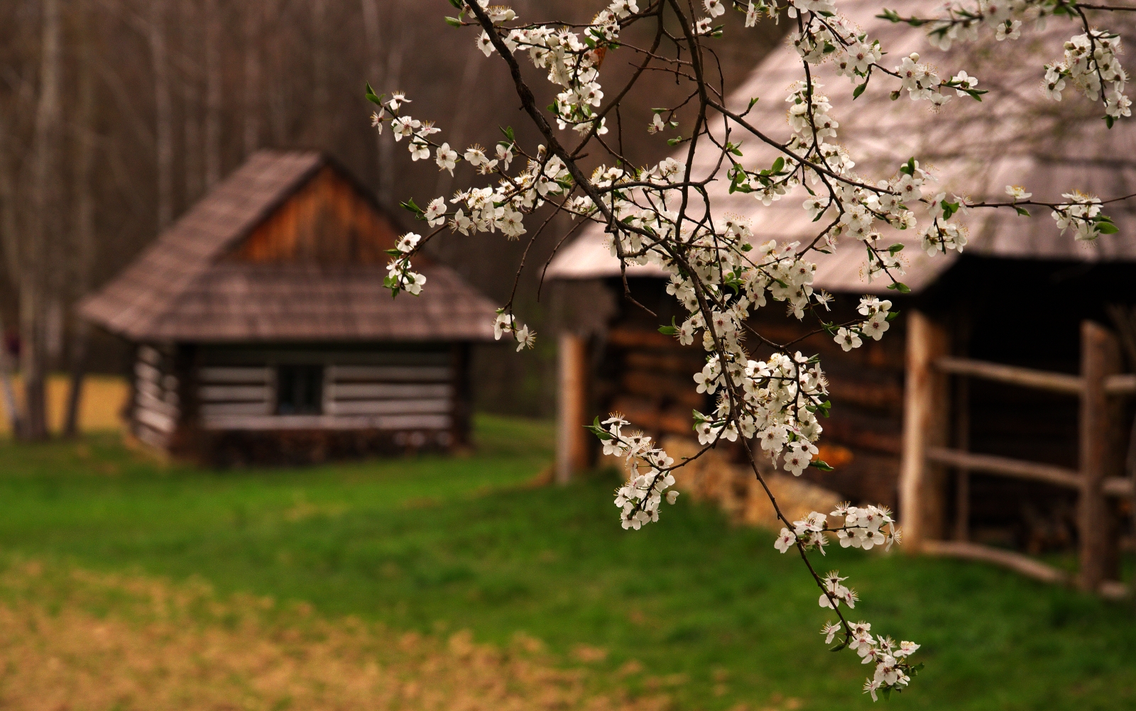 Close-up of white blossoms on a branch in the foreground, with rustic wooden cabins in a grassy yard in the background.