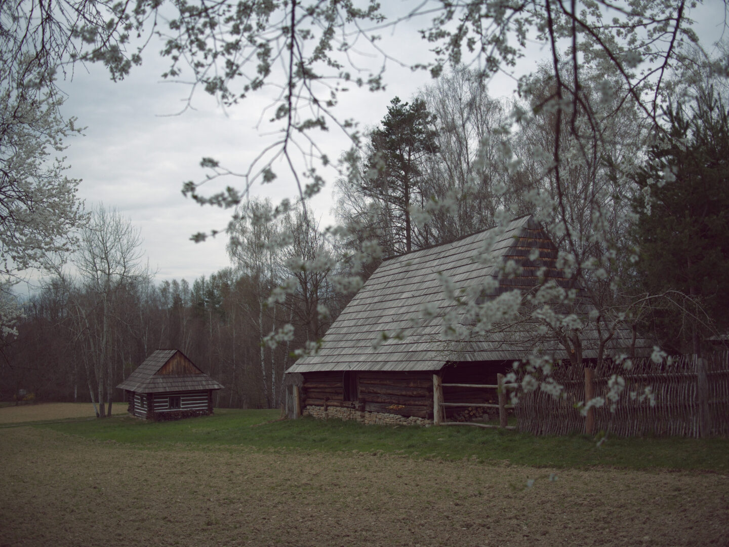 Two rustic wooden huts in a open field, framed by blooming white flowers on branches above and a cloudy sky behind them.