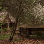 Rustic wooden fence and a weathered building in a spring forest with white blossoms on a tree overhead