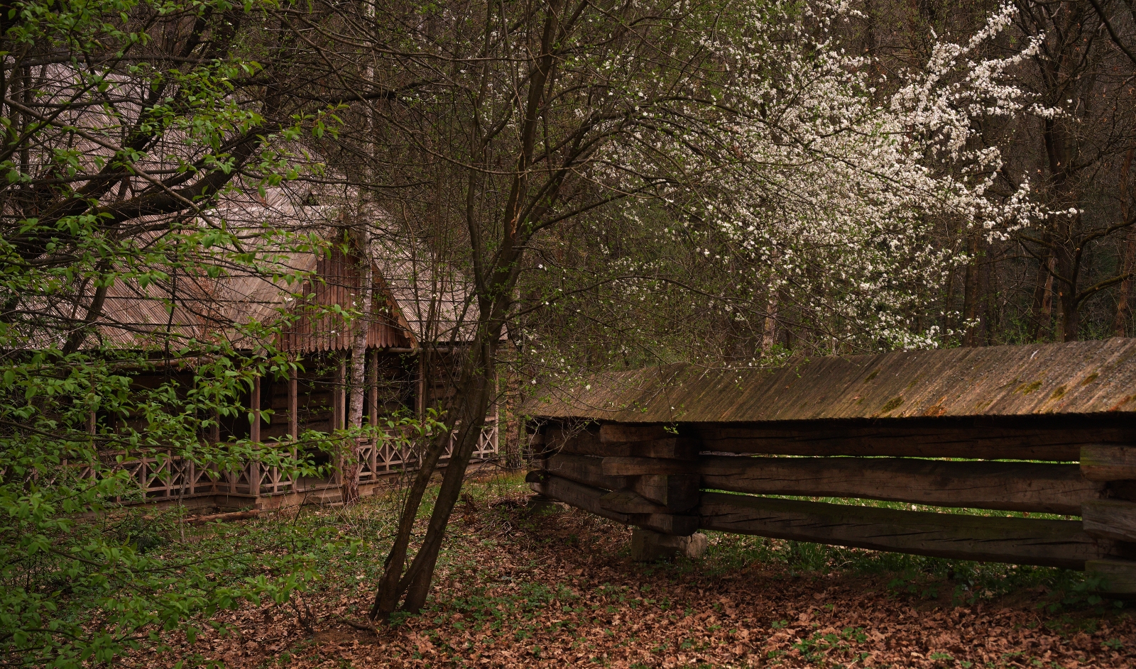 Rustic wooden fence and a weathered building in a spring forest with white blossoms on a tree overhead