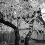 Black-and-white photo of a wooden church framed by blooming trees in the foreground.
