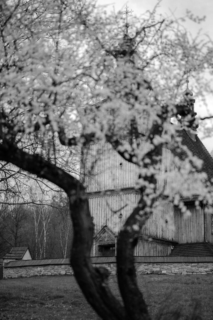 Black-and-white photo of a wooden church framed by blooming trees in the foreground.