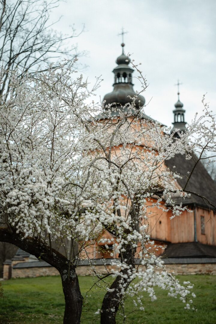 Spring scene with white blossoms on a tree in the foreground and a wooden church with onion domes in the background.