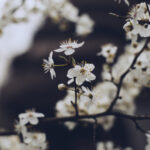 Close-up of white cherry blossoms along a slender branch against a dark blurred background, spring bloom observed up close.