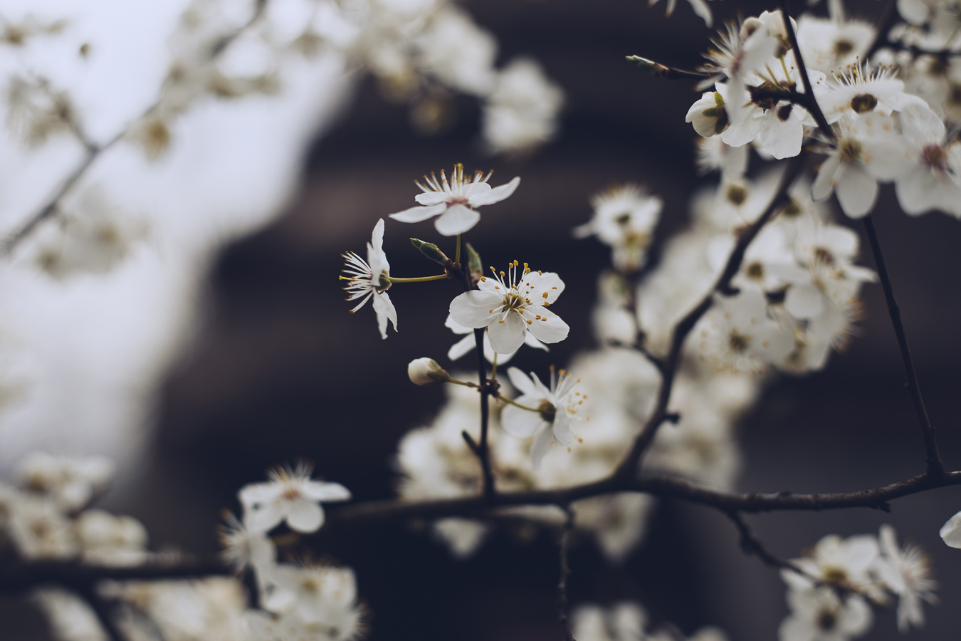 Close-up of white cherry blossoms along a slender branch against a dark blurred background, spring bloom observed up close.