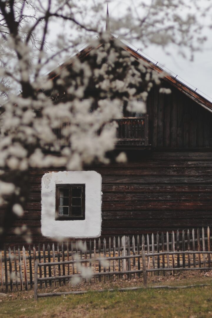 Dark wooden cottage with a small square window framed in white, behind a wooden picket fence and blurred flowering branches in the foreground.