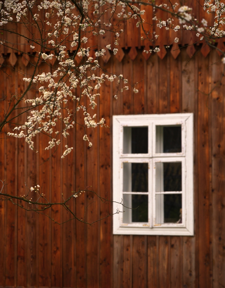 White-framed window on a wooden wall with blooming branches in the foreground.