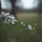 Close-up of white blossoms with yellow stamens on a thin branch, soft blurred background (spring bloom).] ,