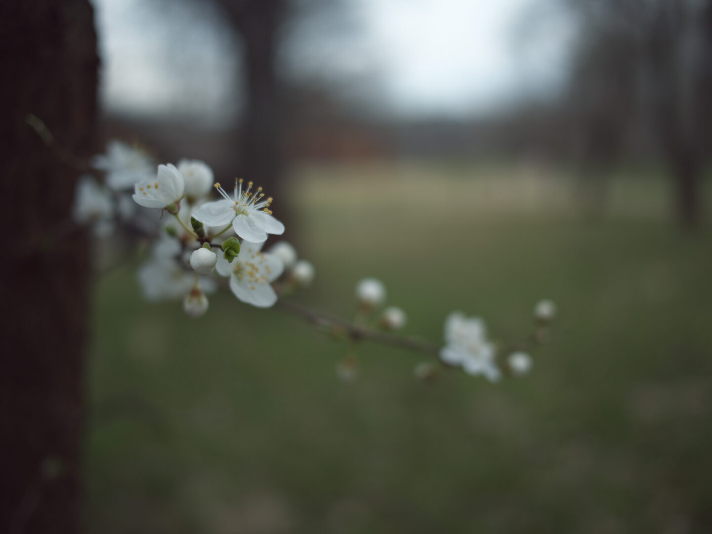 Close-up of white blossoms with yellow stamens on a thin branch, soft blurred background (spring bloom).] ,