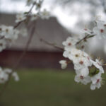 Close-up of white blossoms along a branch with a blurred background, showing pink-centered flowers on a sunny day in a garden park.