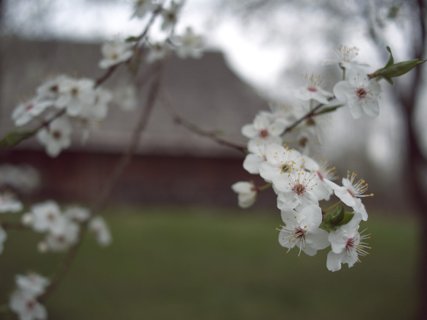 Close-up of white blossoms along a branch with a blurred background, showing pink-centered flowers on a sunny day in a garden park.