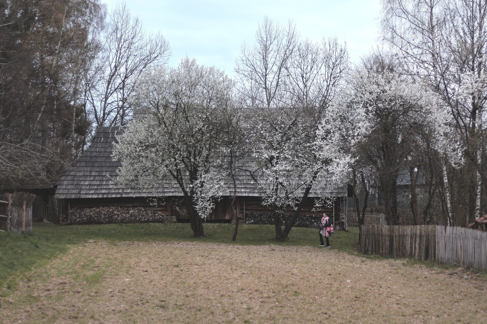 Rural scene with wooden houses, stacked firewood, and white-blossomed trees; a person in a pink jacket walks along a dirt path.