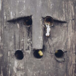 Close-up of a dark, weathered wooden board with four round holes arranged in a rough rectangle; a small fiber hangs from the top-right hole.
