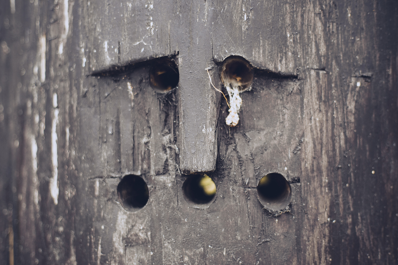 Close-up of a dark, weathered wooden board with four round holes arranged in a rough rectangle; a small fiber hangs from the top-right hole.