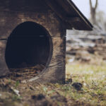 Weathered wooden doghouse with straw inside, circular entrance, outdoors on dirt and grass area.