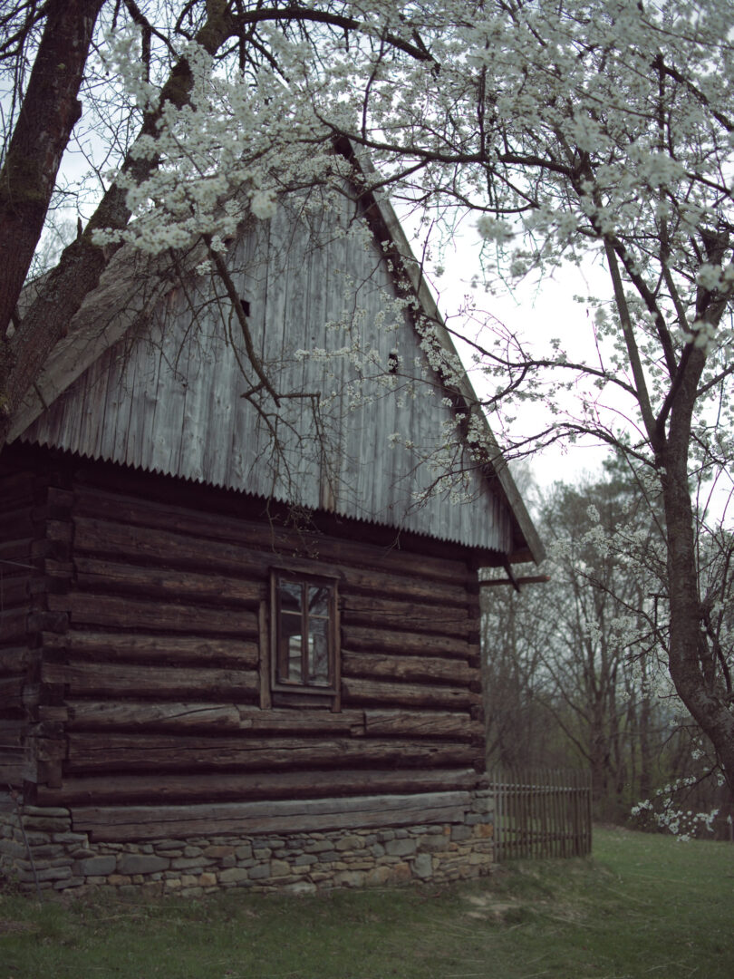 Rustic log cabin with a stone foundation, surrounded by flowering spring trees.