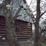 Rustic log cabin with a stone foundation, framed by blooming trees in springtime.