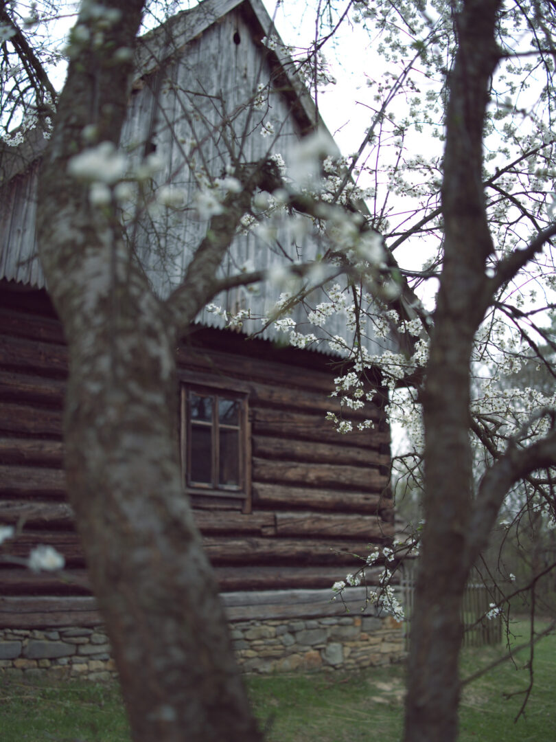 Rustic log cabin with a stone foundation, framed by blooming trees in springtime.