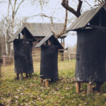 Three tall black wooden beehives on stilts in a yard, with a shed and bare trees in the background.