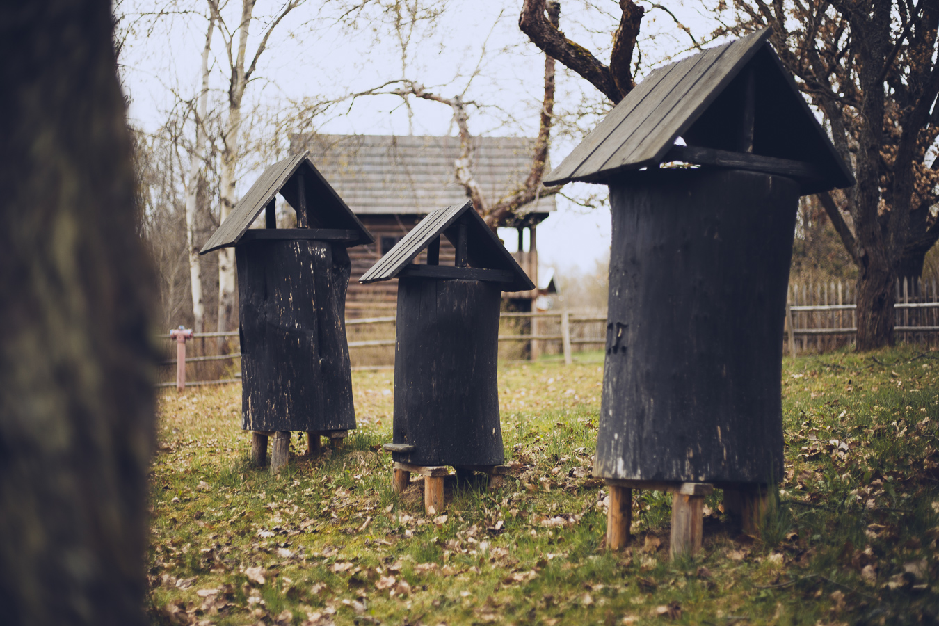 Three tall black wooden beehives on stilts in a yard, with a shed and bare trees in the background.