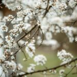 Close-up of white cherry blossoms on slender branches in soft spring light.