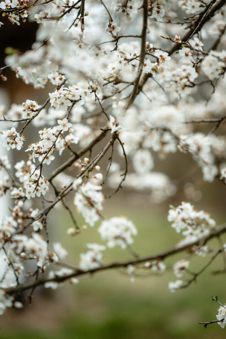 Close-up of white cherry blossoms on slender branches in soft spring light.