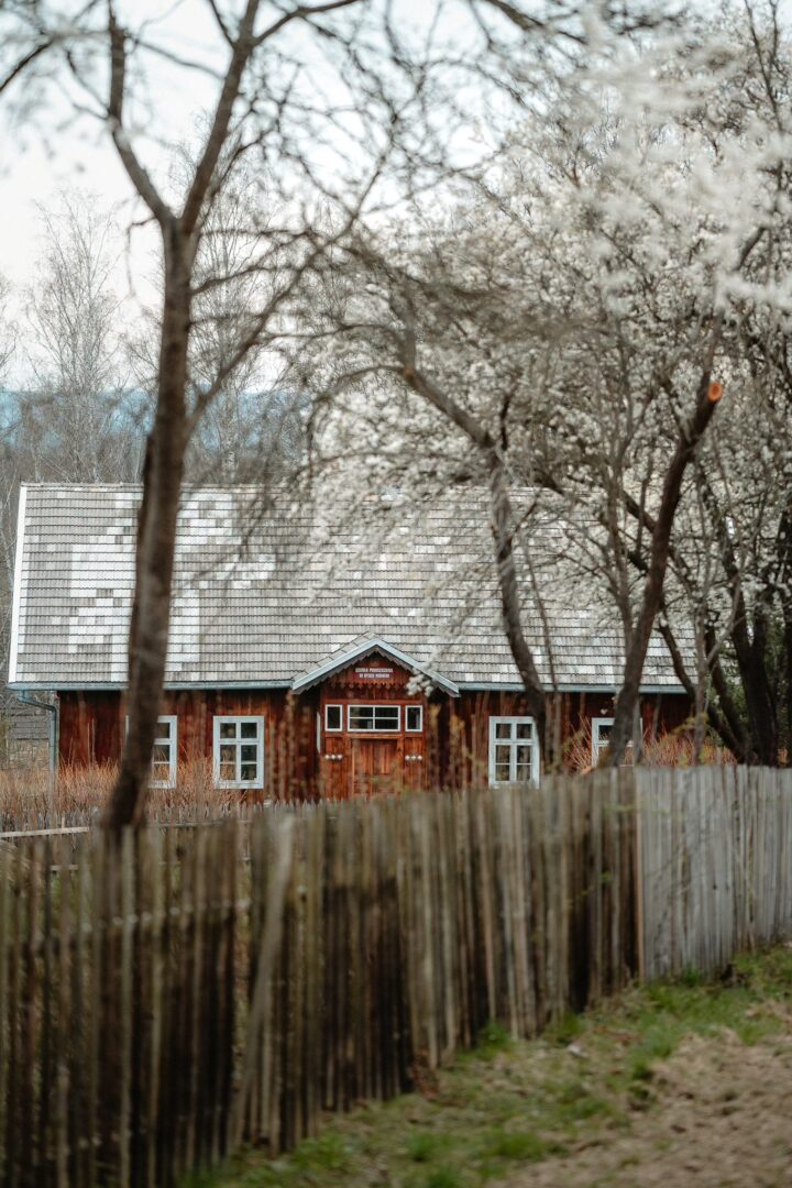 Rustic wooden house with a gray metal roof behind a weathered wooden fence and blooming trees.