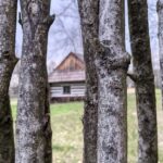 Close-up of gray tree trunks seen through a wooden fence, with a small rustic cabin in the background